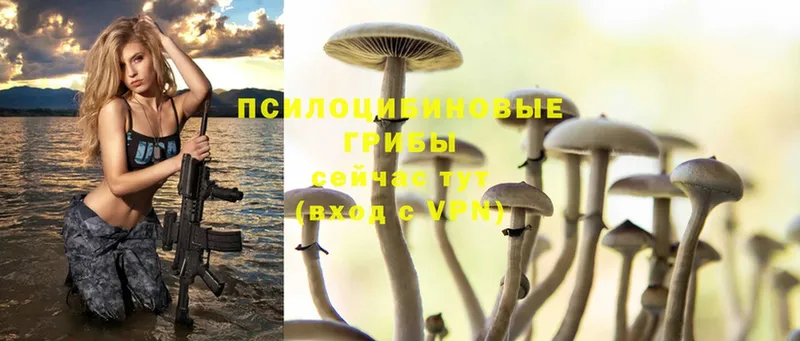 цена   Гай  Псилоцибиновые грибы Psilocybine cubensis 